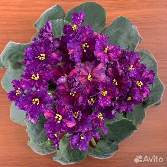 Фиалки-лист укоренённый