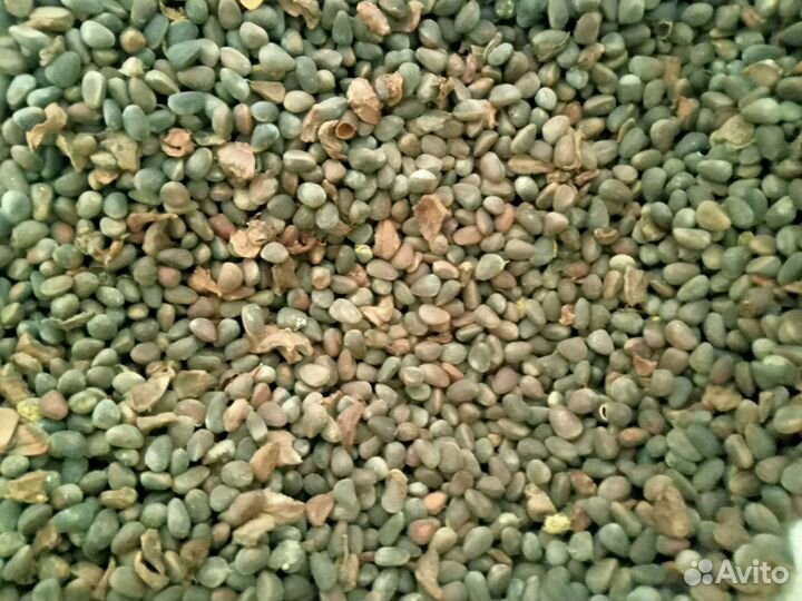 Скорлупа кедрового ореха