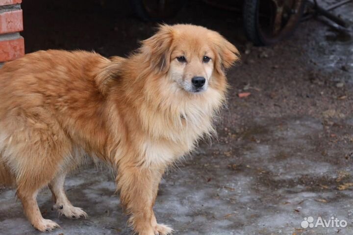 Собака в добрые руки