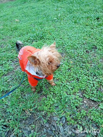 Йоркширский терьер