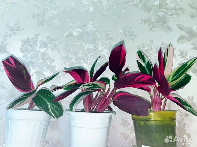 Строманта (Триколор, Триостар)