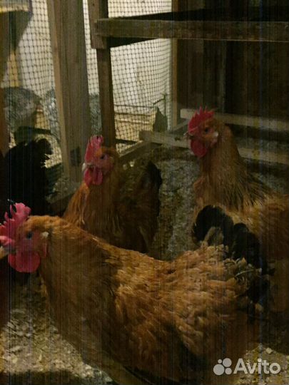 Куры, серебристый леггорн, кучинской юбилейной