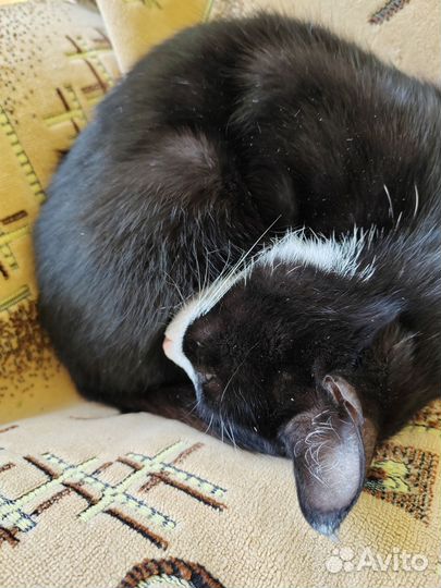 Кошка