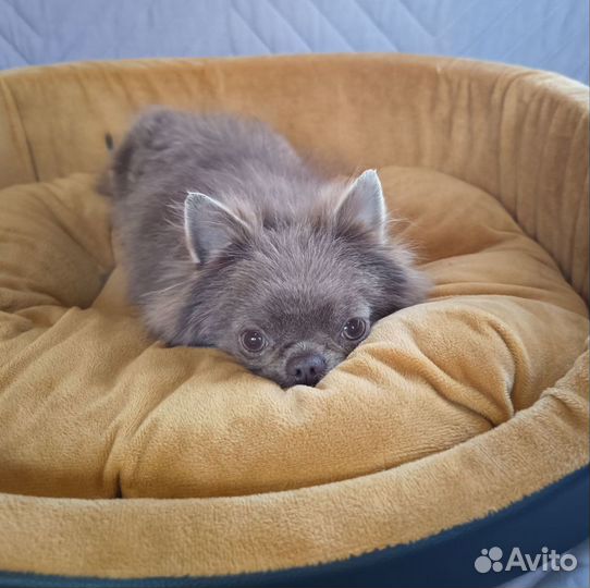 Курносый мини мальчишка