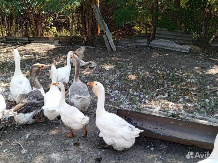 Холмогорские гуси