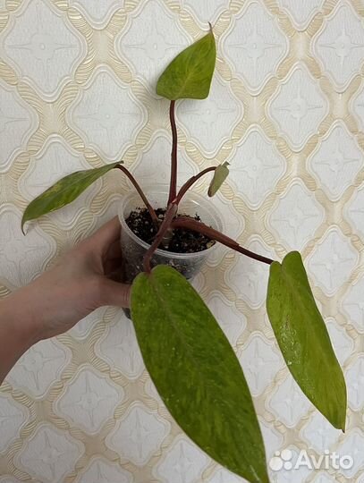 Комнатные растения