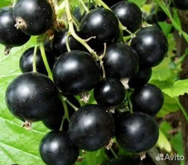 Черная, красная, белая смородина