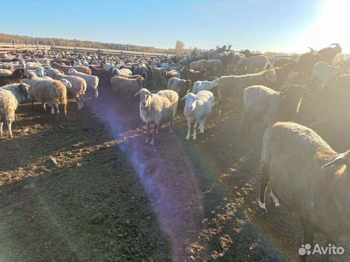 Овцы бараны ягнята оптом