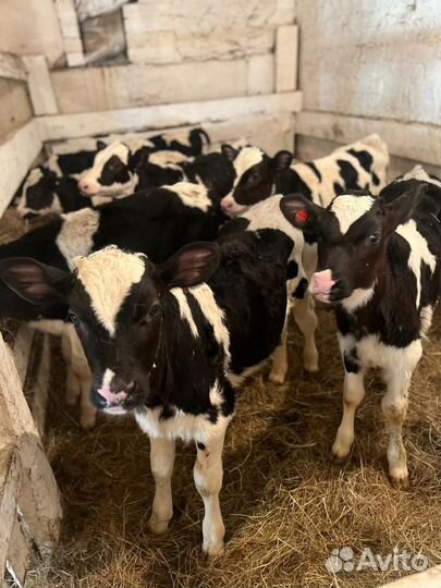 Телята бычки тёлочки