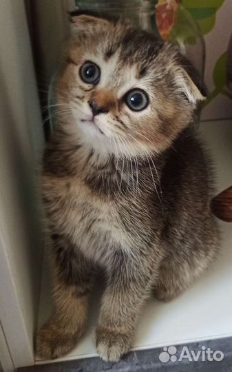 Кошки шотландцы