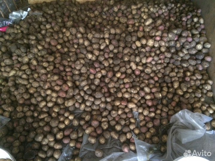 Картофель домашний с собсвенного огорода