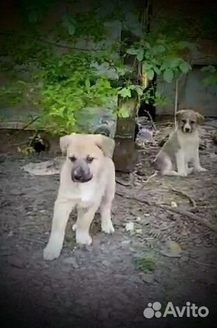 Щенки от крупной собаки