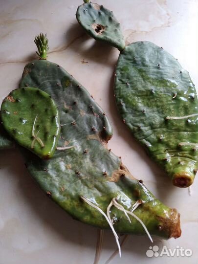 Опунция-кактус садовый