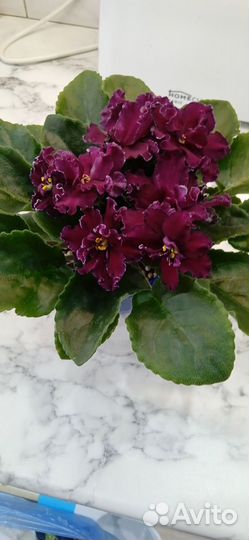 Фиалки сортовые. Лист свежесрезанный