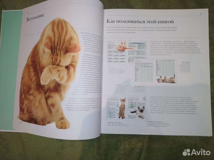 Книга о кошках