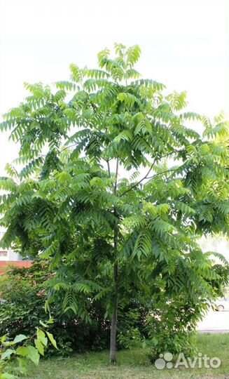 Орех маньчжурский саженцы