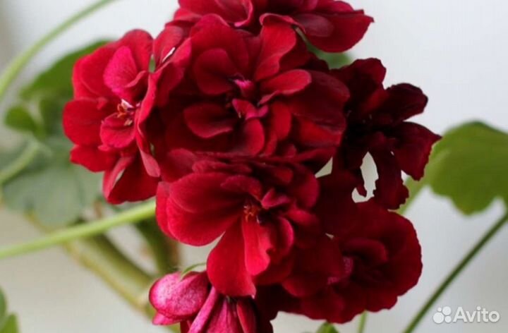 Плющелистная пеларгония