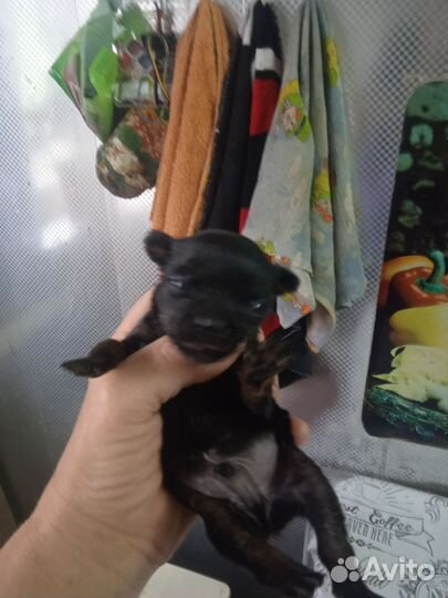 Той-терьер щенки