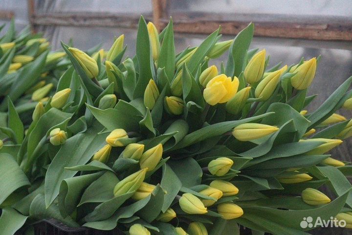 Тюльпаны оптом от производителя