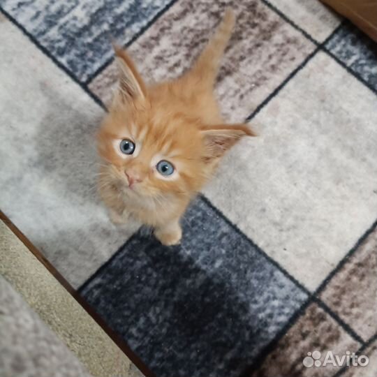 Котята мейн-кун