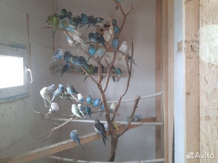 Волнистый попугай ручной