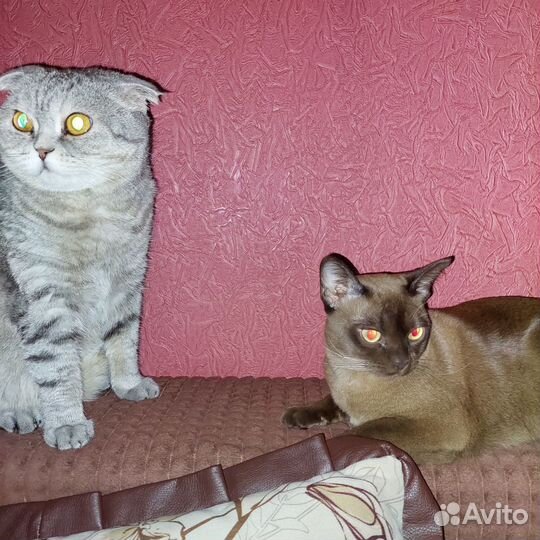 Ищем новых хозяев