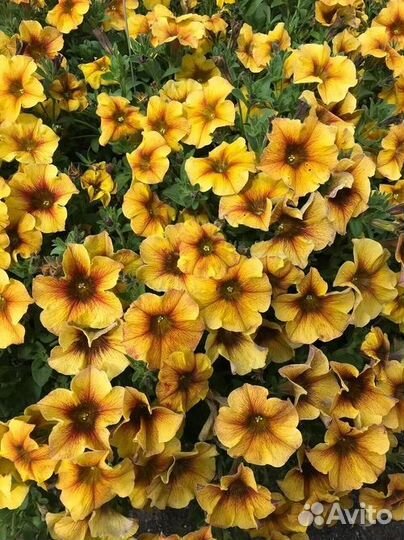 Ампельная петуния, махровая ампельная, тайдал