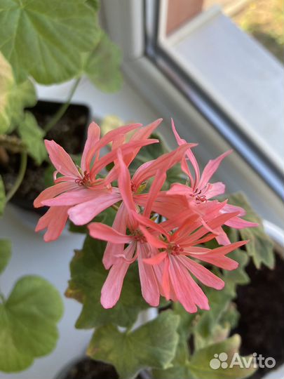 Укорененные черенки пеларгоний