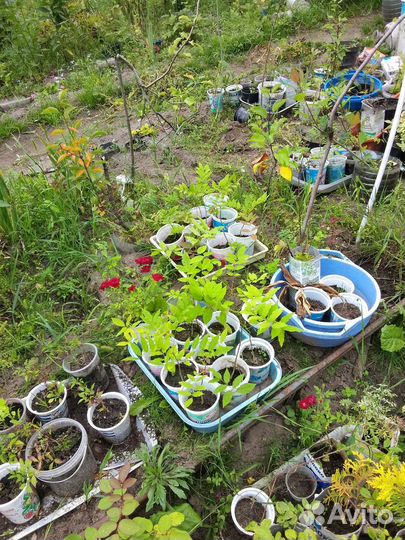 Глициния саженцы