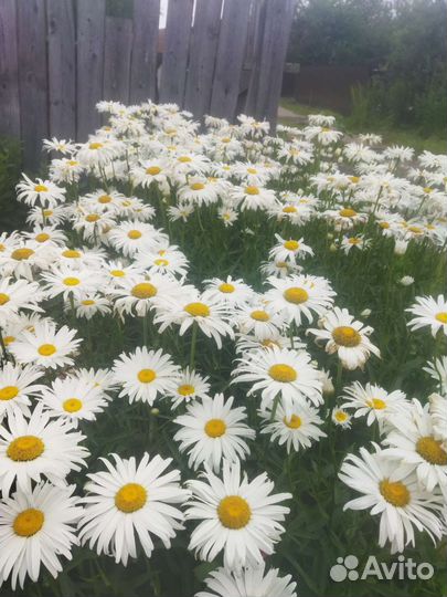 Луковицы каллы, ромашка садовая