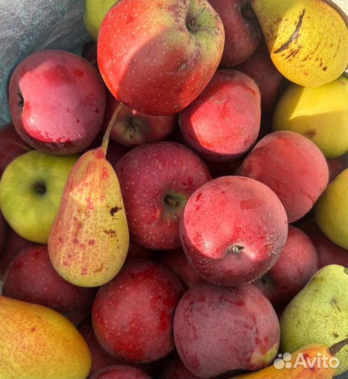 Саженцы плодовых деревьев