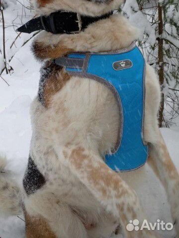 Амуниция для собак