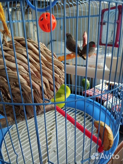 Птицы амадины