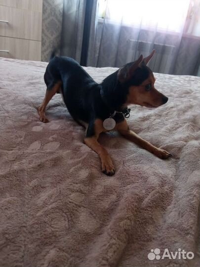 Вязка собак