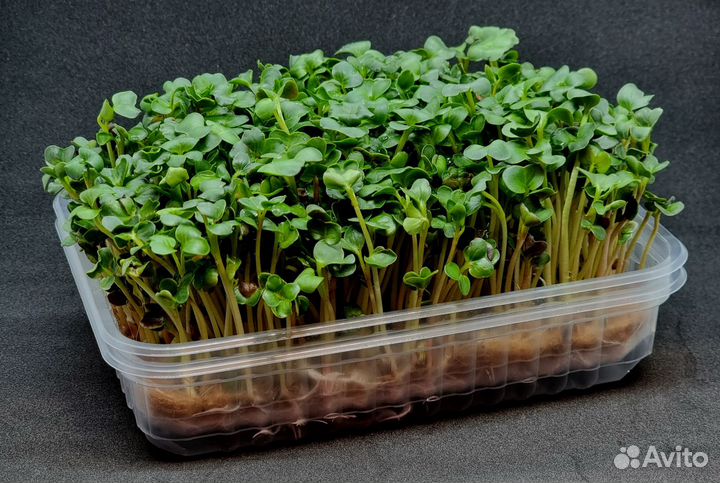 Микрозелень GreenCheb