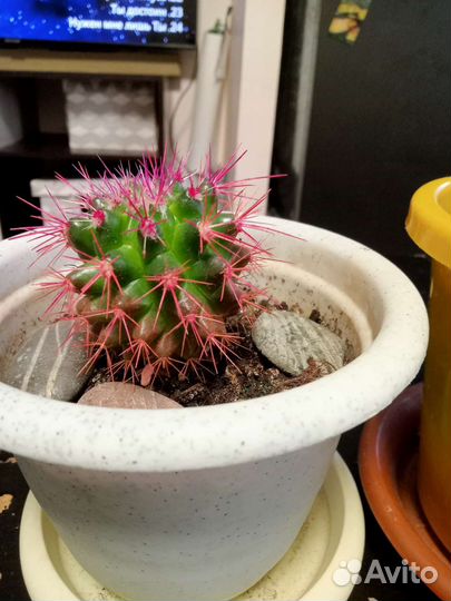 Комнатные цветы