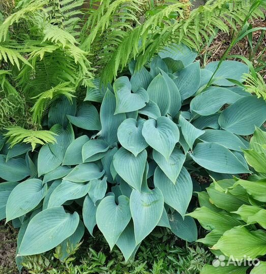 Хоста растение