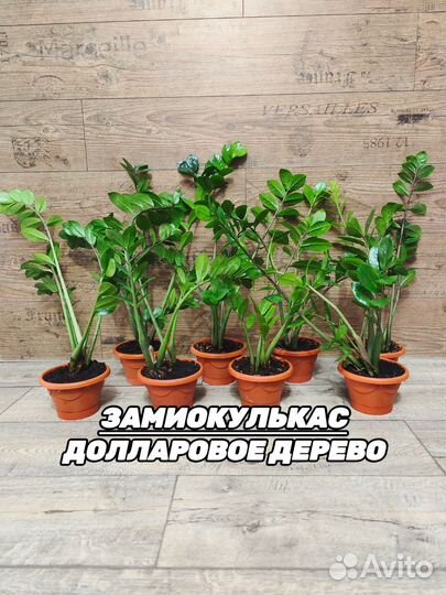 Замиокулькас