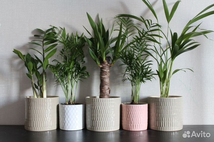 Арека/Дипсис/Ховея