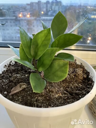 Замиокулькас