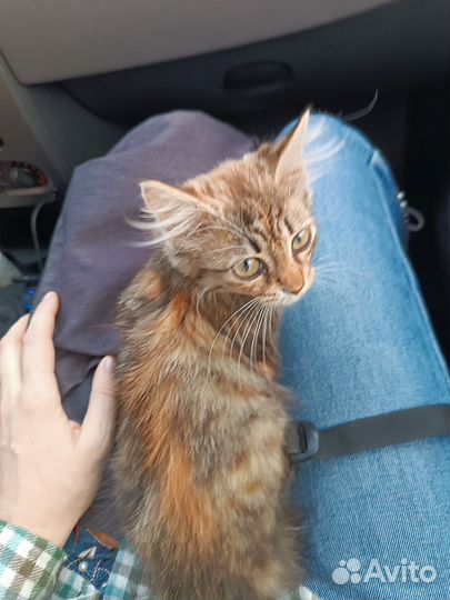 Котята в добрые руки бесплатно
