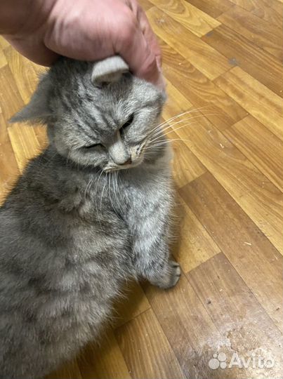 Кошка в добрые руки
