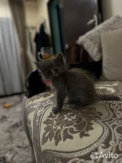 Продаются котята