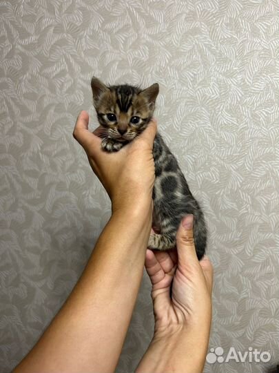 Бенгальская