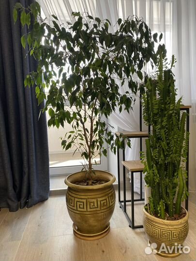 Фикус & Молочай