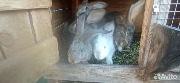 Кролики мясных пород