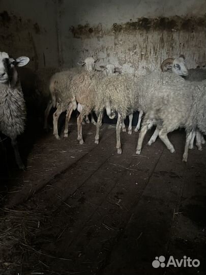 Бараны на мясо быки телки на мясо все с откорма