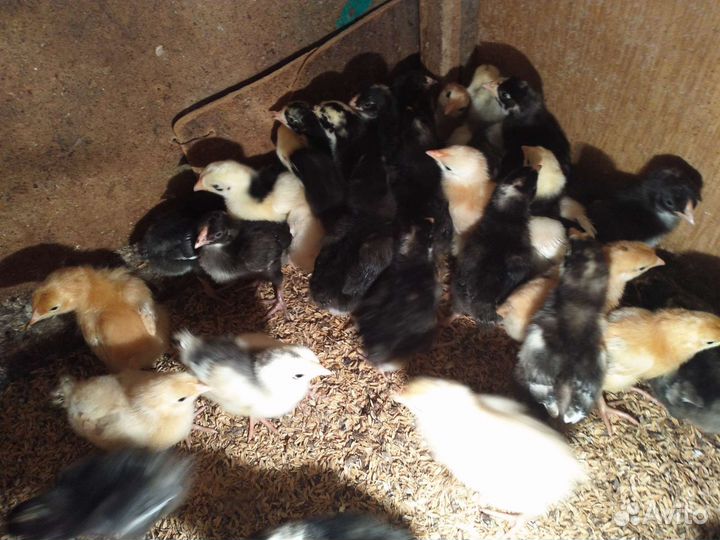 Продаём цыплят разных пород