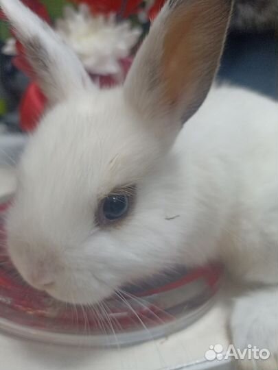 Доставка Зоотоваров