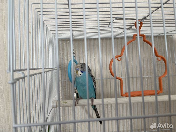 Волнистый попугай (самец) с клеткой